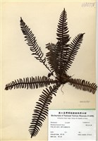 藏品(韓氏烏毛蕨)的圖片